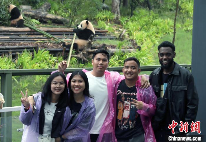 “Z世代”画像中国｜外国青年在成都圆“大熊猫梦”：“我感受到人与自然的和谐”