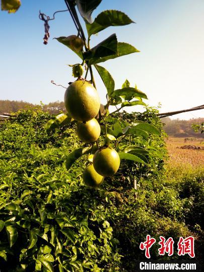 田丰村特色水果种植——百香果。　陈忠 摄